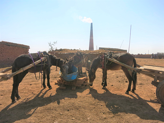 Working horses